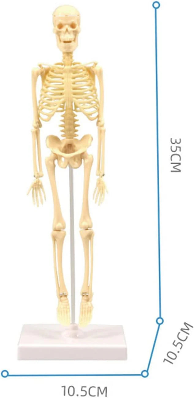Teng Xin - Explore Science Bone Assembly